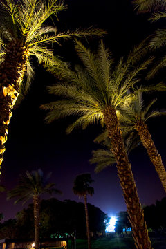 Palm trees at night in Eilat, Israel