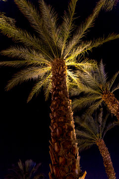 Palm trees at night in Eilat, Israel