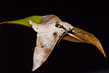 Fototapeta premium Ambulyx canescens hawk moth