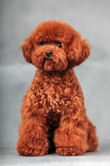 poodle dog