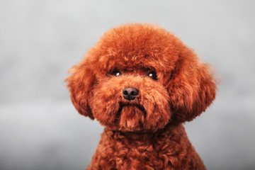 poodle dog
