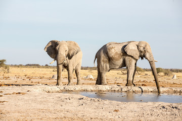 Fototapeta premium Elephants drinking