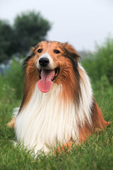 Scotland shepherd dog