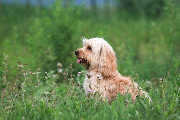 Mixed Cocker Spaniel