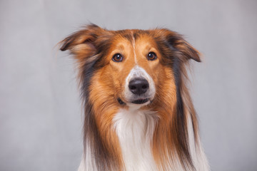 Scotland shepherd dog