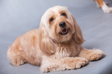 Naklejka na ściany i meble Mixed Cocker Spaniel