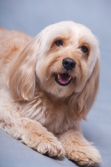 Mixed Cocker Spaniel