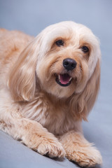 Mixed Cocker Spaniel