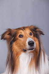 Scotland shepherd dog