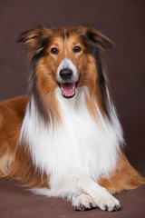 Scotland shepherd dog