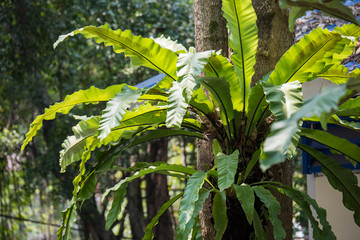 Close up leaf of a Bird's Nest Fern hanging on tree. Asplenium nidus L. © devilkae