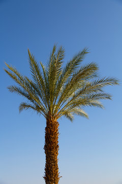 Palm trees in Eilat, sunny Israel