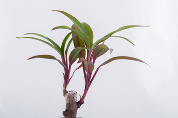 Small tree on white background.