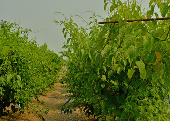 Sacha-Inchi peanut garden