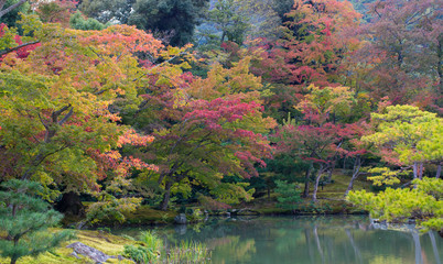 Autumn Japan, yellow to red leaves of maple with red bridge in autumn season, Koyasan, wakayama, Japan