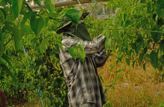 Sasha inchi plantation, farmer with Sasha inchi tree in plantati