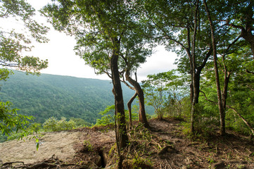 Fototapeta premium tropical rainforest,Khao Yai National Park Thailand (The World H