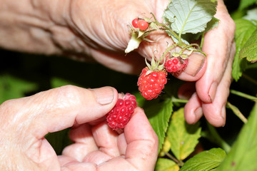 harvest raspberries on the bush