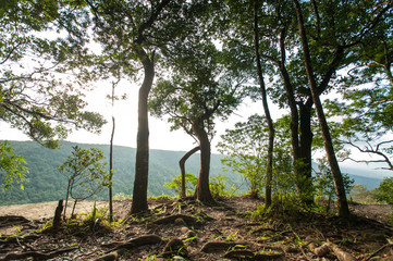 tropical rainforest,Khao Yai National Park Thailand (The World H