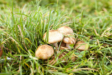 poisonous mushrooms, grass 