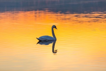 Swan swimming in lake in morning light