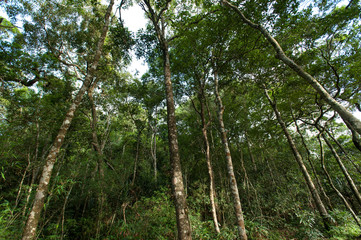 tropical rainforest,Khao Yai National Park Thailand (The World H