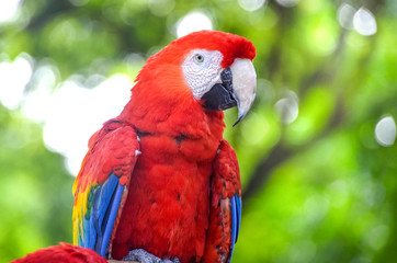 Fototapeta na wymiar Colourful parrot bird sitting on the perch