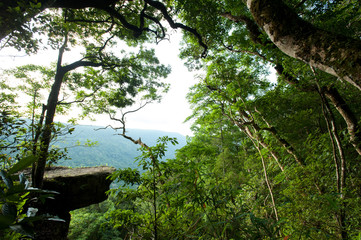 tropical rainforest,Khao Yai National Park Thailand (The World H