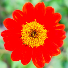 red flower close up