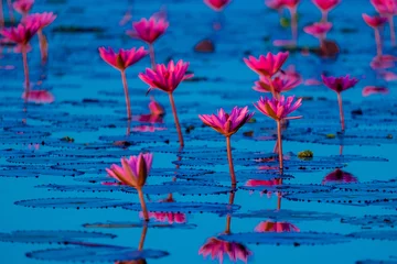 Papier Peint photo Lavable fleur de lotus Lac de lotus rose et rouge à Udonthani Thaïlande