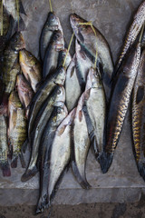 Catch fish in market, close up