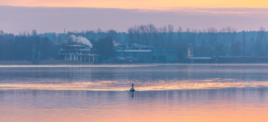 Obraz na płótnie Canvas Swan swimming in lake in morning light