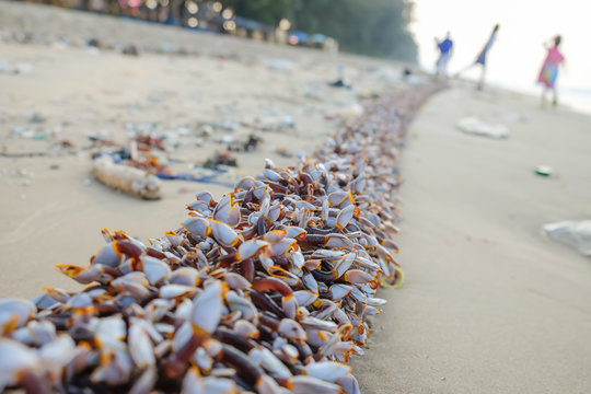 Goose barnacles or gooseneck barnacles on lumber.