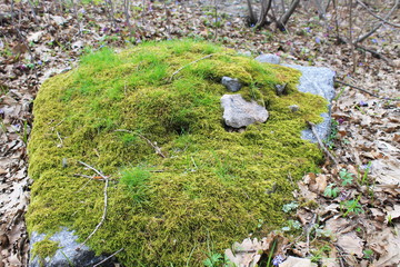 Stone with moss 