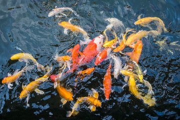 Obraz na płótnie Canvas Colorful fancy carp fish, koi fish