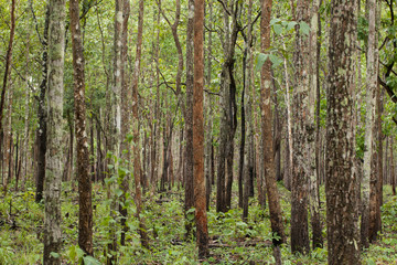 deciduous dipterocarp forest, scenic of green fresh deciduous dipterocarp forest in Thailand