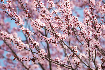 Cherry Blossom. Sakura in Springtime. Beautiful Pink Flowers