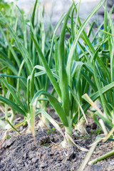 field of sprout spring garden plants onion