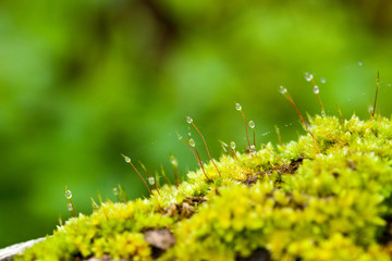 Lichen dampness, green fresh and moist of various lichen growing in rain forest humidity of Thailand nature