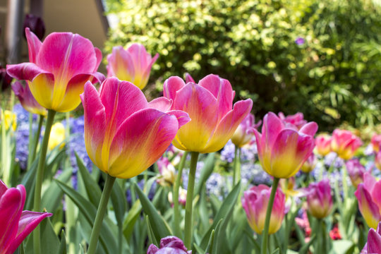 Pink and yellow tulips in the summer garden - Powered by Adobe