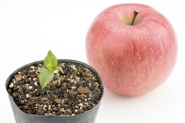 リンゴの芽とリンゴのアップ
