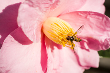 サザンカの花に寄るホソヒラタアブ