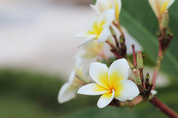 
Tropical flowers . holiday in Egypt . Resort and Spa