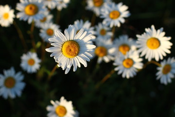 camomile field. daisies on a background of green grass .