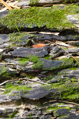 wood with moss, texture of old wood in nature with dampness moss and lichen, Thailand