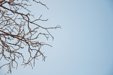 branches on a background of blue sky