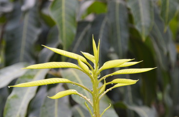 mango put forth leave-buds in garden
