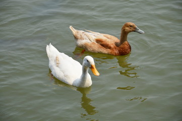 duck swimming on the lake
