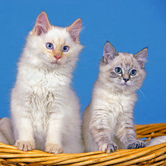 White and gray tabby Kitten in willow basket