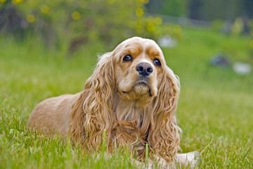 Cocker Spaniel sitting in grass